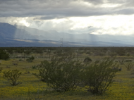 03-09-20 Flowers & sunbeams .jpg