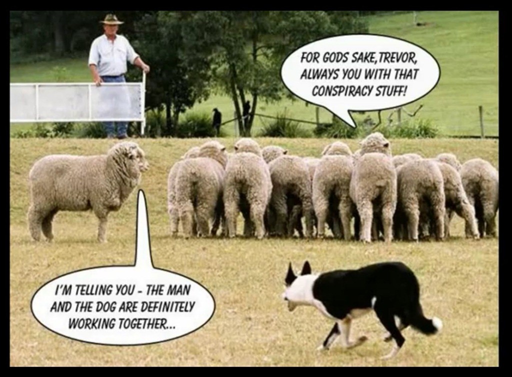 Conspiracy theory - sheepdog trials.jpg