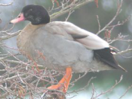 Egyptian Goose x Mallard.jpg