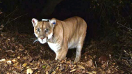 Mountain Lion Attacks Runner in Colorado, Runner Strangles It to Death.jpg