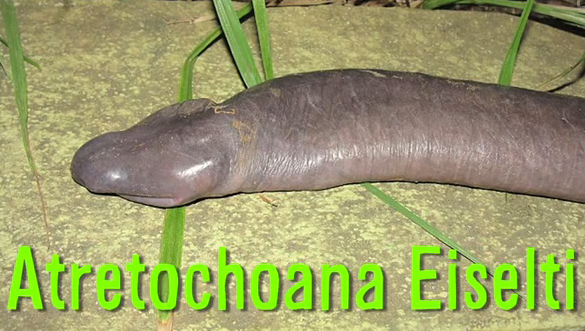 Atretochoana Eiselti.png