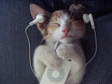 The-Cat-Enjoy-The-iPod.jpg