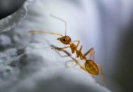 This 12-Year-Old Girl Is Living With An Ant Colony Inside Her Head.jpg