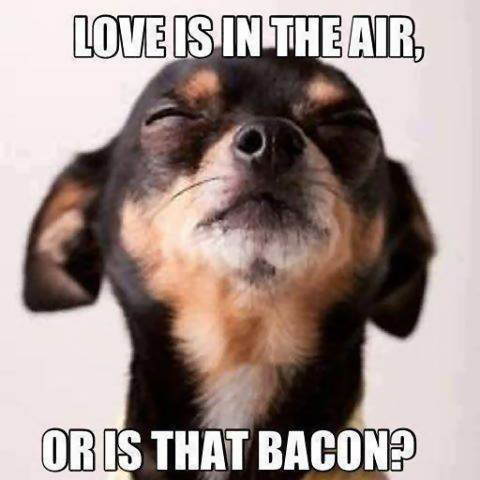 dog Love Air.png