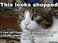 cat_shopped.jpg
