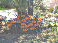 Clivias 5.jpg