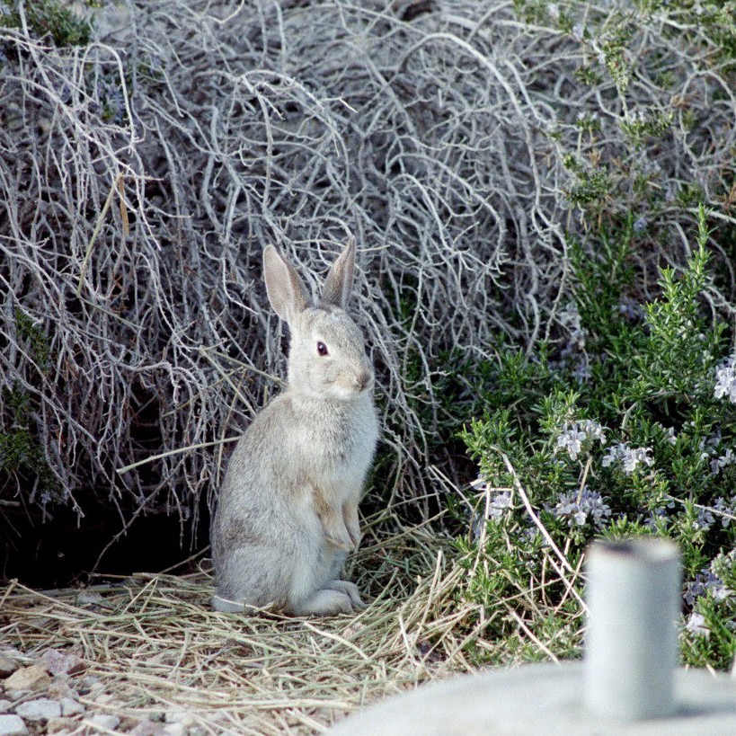 5-baby rabbit standing up-b.jpg
