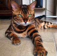 Bengal cat looks like a mini tiger and has the internet saying 'me-wow'.jpg