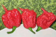 EMTs Called When Middle School Students Eat World’s Hottest Peppers.jpg