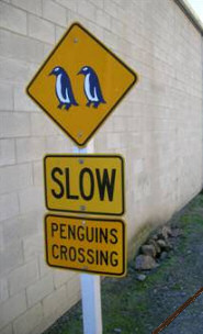 penguins_slow.jpg