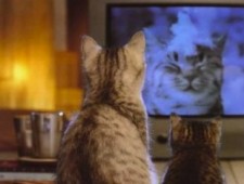 cat-watching-tv-2-225x170.jpg