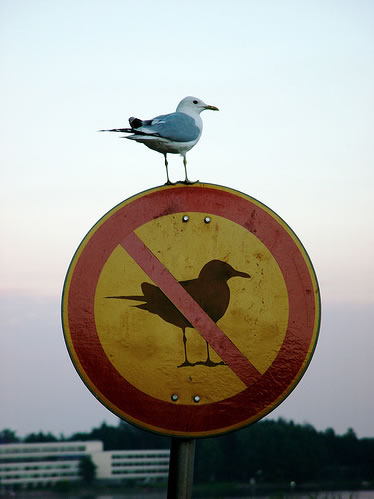 bird-on-no-bird-sign.jpg