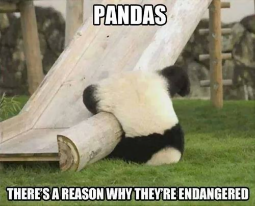 animals endangered Panda.png