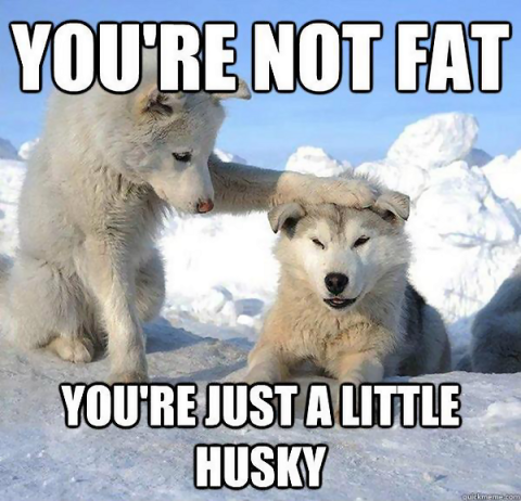 dog Husky Dog.png