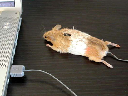 real-mouse.jpg