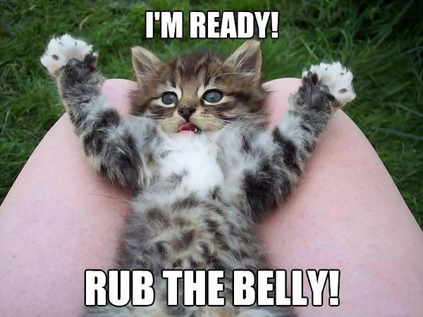 cat Rub The Belly.png