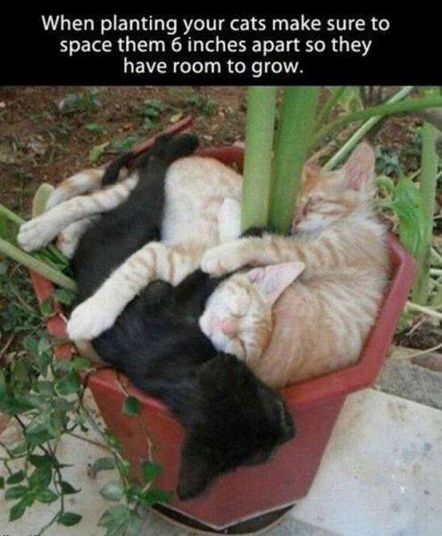 cat plants.png