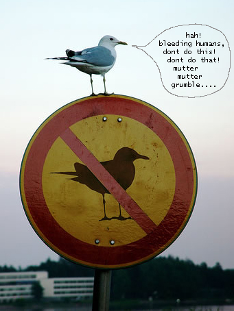bird-on-no-bird-sign-mod.jpg