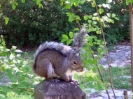 squirrel (2).JPG