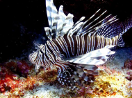 Lionfish.jpg