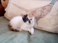 K640_06Tinkerbell 11-21-2015 12-16.JPG