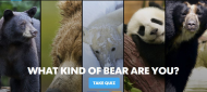 What kind of bear are you.jpg