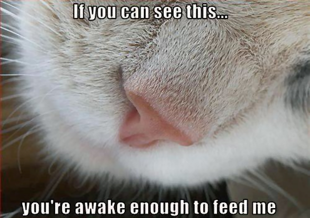 cat nose feed me.png