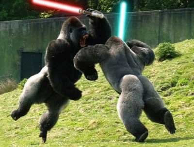 gorilla-battle.jpg