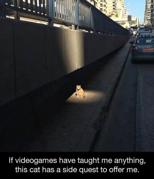 cat quest.jpg