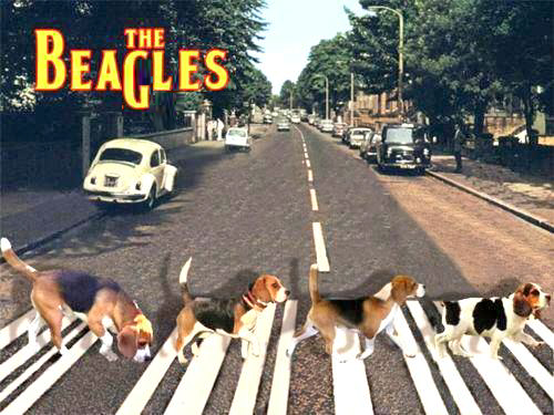 The Beagles - 521556_10150914507258929.jpg