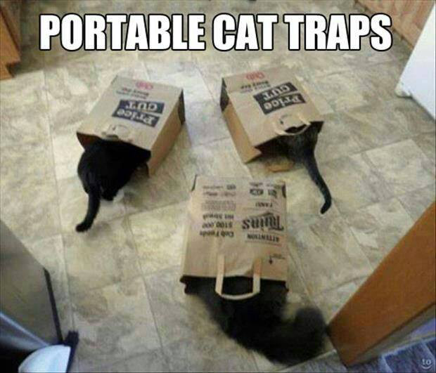 Cat Traps.png