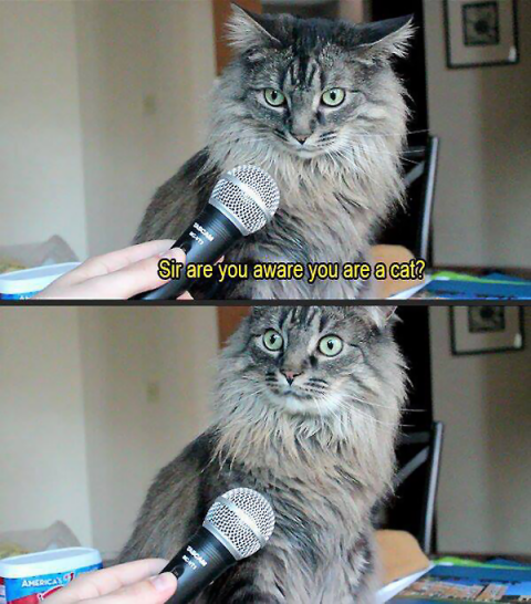 Cat Interview.png