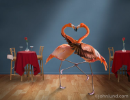 Flamingo dancers.jpg