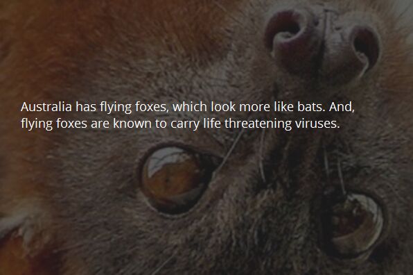 Flying fox.jpg