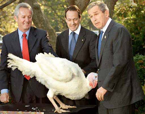 bush-turkey.jpg