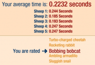 sheep.jpg