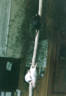 mice_001.jpg