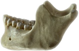 jawbone.png