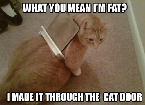 Cat Door Fat.png