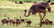 Emus.png