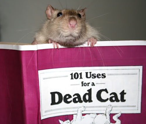 BartReading101UsesForDeadCat.jpg