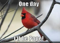 bird pope.png