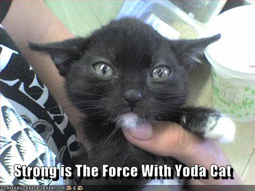 yoda-cat.jpg