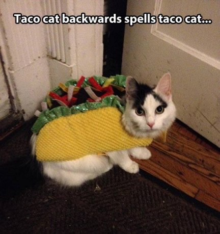 Taco Cat.png