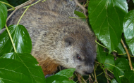 Gerry the Ground Hog.jpg