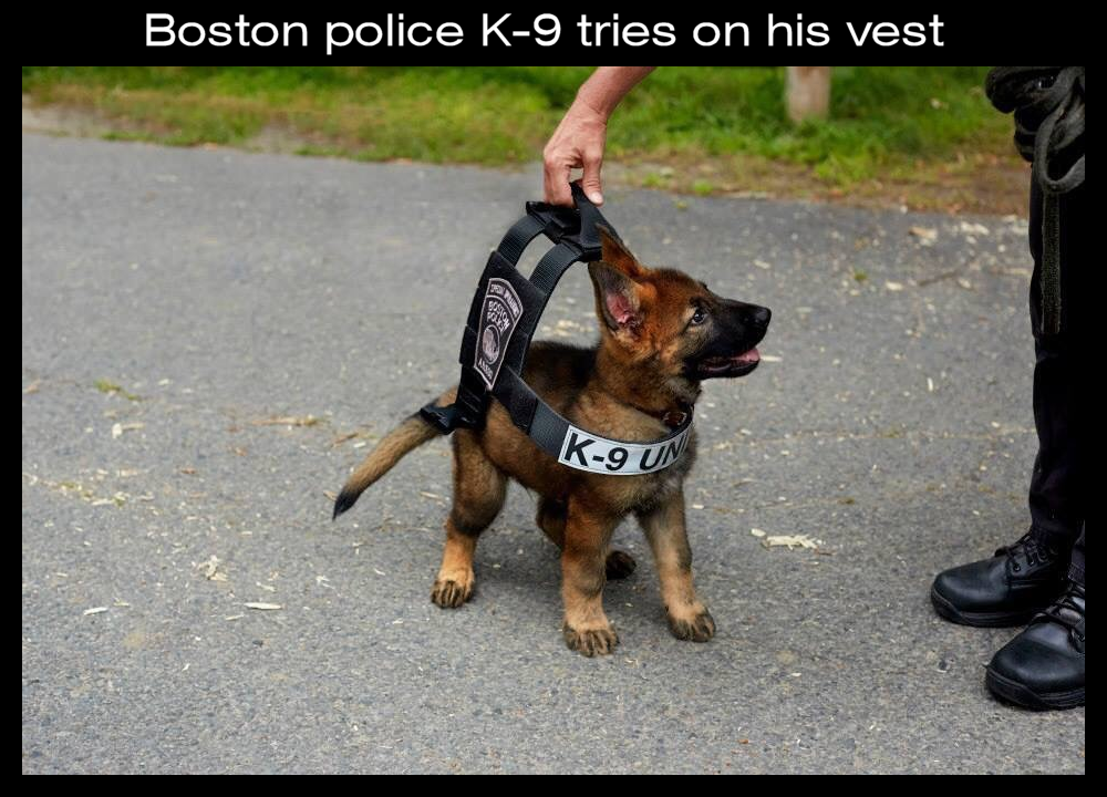 k-9 pup.png