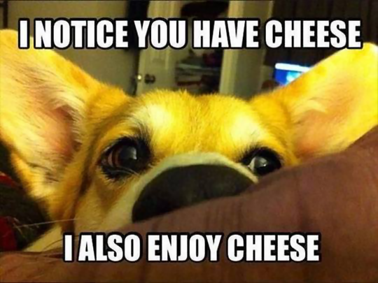 Dog Cheese.png