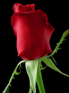 rose_1_bg_030703.jpg