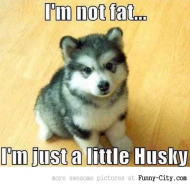 I'n not fat...I'm just a little Husky.jpg
