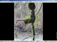 PC image viewer-medium.png